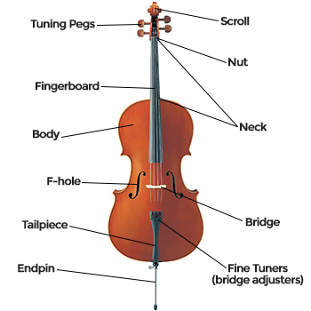 cello instrument diagram