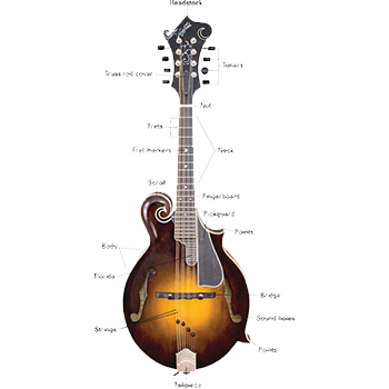 mandolin instrument diagram